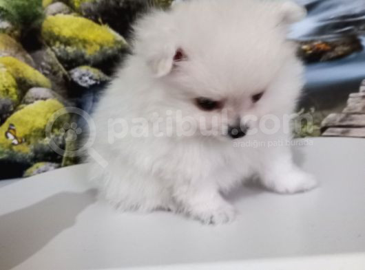 Çok Tatlı Uygun Teacup Pomeranian Yavru görsel