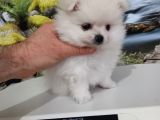 Çok Tatlı Uygun Teacup Pomeranian Yavru