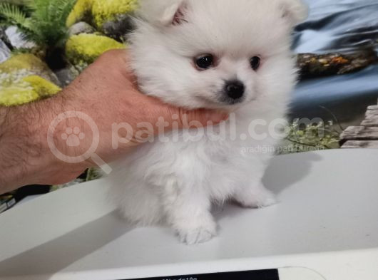 Çok Tatlı Uygun Teacup Pomeranian Yavru görsel