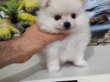 Çok Tatlı Uygun teacup pomeranian yavru