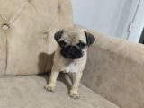 Pug Bebek Sevenlere