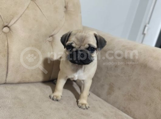 Pug Bebek Sevenlere görsel