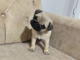 Pug Bebek Sevenlere
