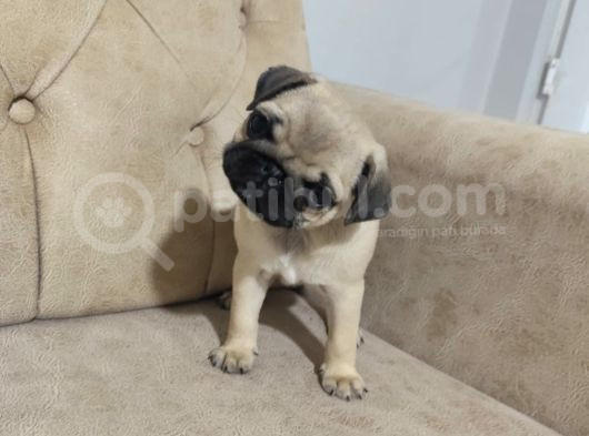 Pug Bebek Sevenlere görsel
