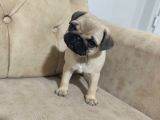 Pug bebek sevenlere