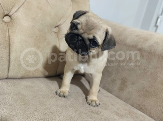 Pug Bebek Sevenlere