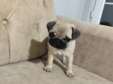 Pug Bebek Sevenlere