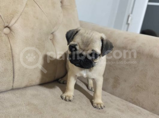 Pug Bebek Sevenlere görsel