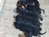 Kaliteli Doberman Bebekler Rezerveye Açıldı