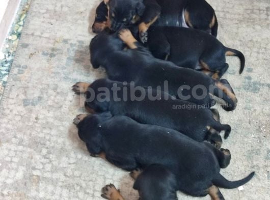 Kaliteli Doberman Bebekler Rezerveye Açıldı görsel