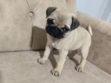 Pug Bebek Sevenlere
