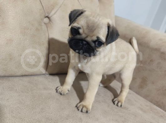 Pug Bebek Sevenlere görsel