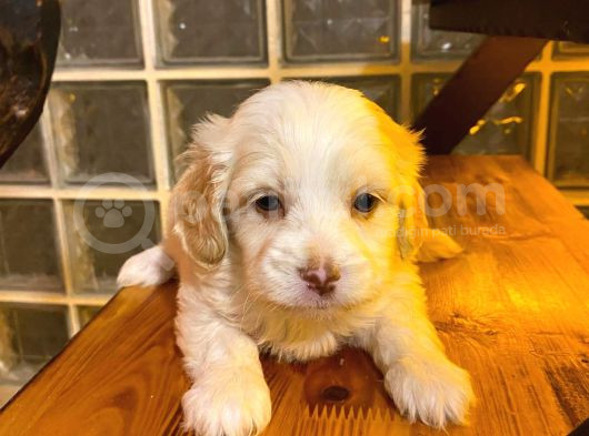 Minik Maltipoo Bebeğimiz görsel