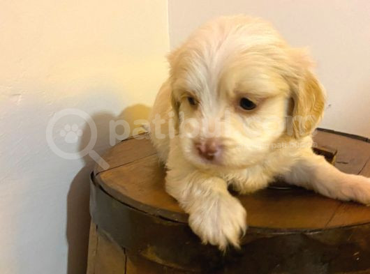 Ev Doğumu Maltipoo Yavrularımız görsel
