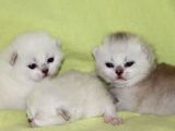 Bri̇ti̇sh Anneden Beyaz Mavi Gözlü Ci̇ns Kedi̇