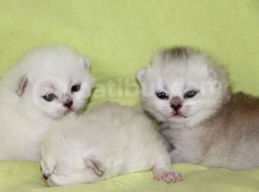 Bri̇ti̇sh Anneden Beyaz Mavi Gözlü Ci̇ns Kedi̇ görsel