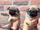 Pug Bebek Sevenlere