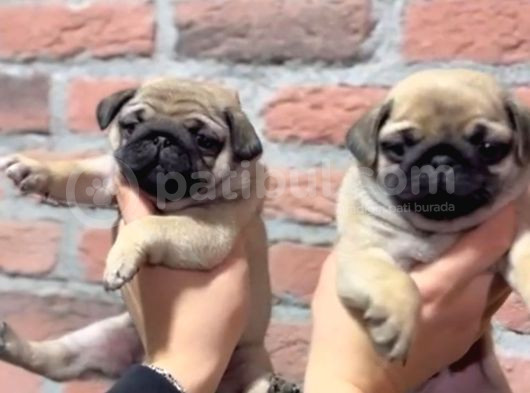 Pug Bebek Sevenlere görsel