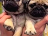 Pug Bebek Sevenlere
