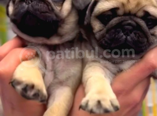 Pug Bebek Sevenlere görsel