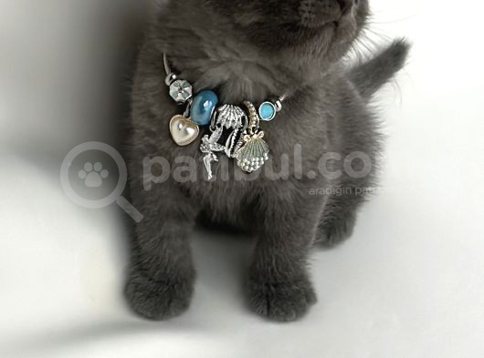 Scottish Fold Ve British görsel