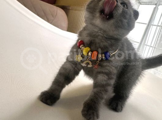 Scottish Fold Ve British görsel