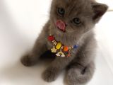 Scottish Fold Ve British