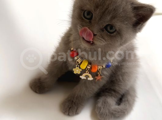 Scottish Fold Ve British görsel