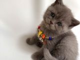 Scottish Fold Ve british