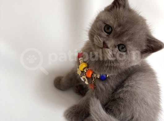 Scottish Fold Ve British