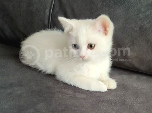 Mükemmel Bi̇r Odays Ponçi̇k Tesli̇me Hazir görsel