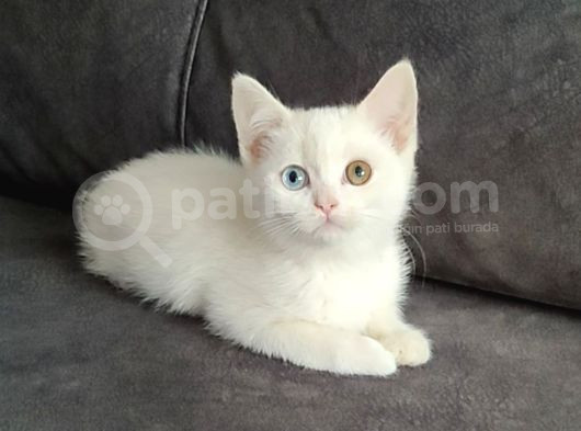 Mükemmel Bi̇r Odays Ponçi̇k Tesli̇me Hazir görsel