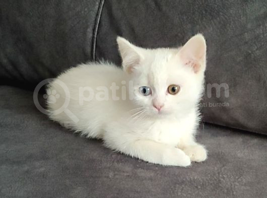 Mükemmel Bi̇r Odays Ponçi̇k Tesli̇me Hazir görsel