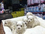 Kore Maltese Yavrular  2 Kg Olucak