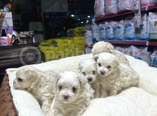 Kore Maltese Yavrular  2 Kg Olucak görsel