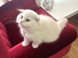 Scottish fold long hair erkek ücretsiz sahiplendirilercektir