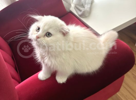 Scottish Fold Long Hair Erkek Ücretsiz Sahiplendirilercektir