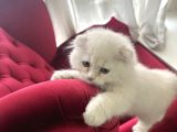 Scottish Fold Long Hair Erkek Ücretsiz Sahiplendirilercektir