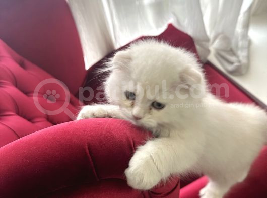 Scottish Fold Long Hair Erkek Ücretsiz Sahiplendirilercektir görsel
