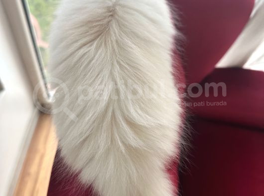 Scottish Fold Long Hair Erkek Ücretsiz Sahiplendirilercektir görsel