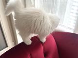 Scottish Fold Long Hair Erkek Ücretsiz Sahiplendirilercektir