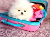 Mi̇ni̇ Boy Pomerani̇an Boo