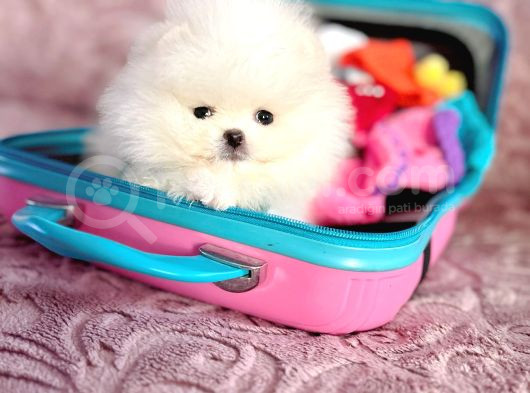 Mi̇ni̇ Boy Pomerani̇an Boo görsel