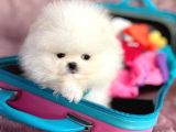 Mi̇ni̇ Boy Pomerani̇an Boo
