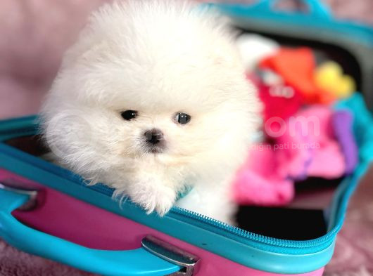 Mi̇ni̇ Boy Pomerani̇an Boo görsel