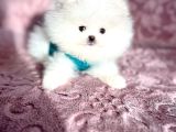 Mi̇ni̇ Boy Pomerani̇an Boo