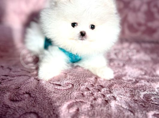 Mi̇ni̇ Boy Pomerani̇an Boo görsel