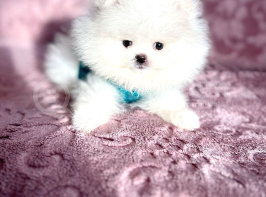 Mi̇ni̇ Boy Pomerani̇an Boo görsel
