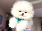 MİNİ BOY POMERANİAN BOO