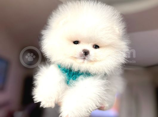 Mi̇ni̇ Boy Pomerani̇an Boo
